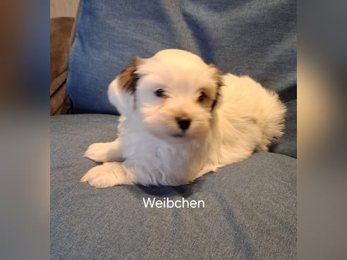 Inseratsbild