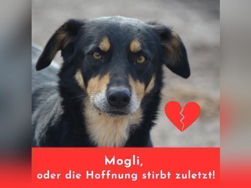 Inseratsbild