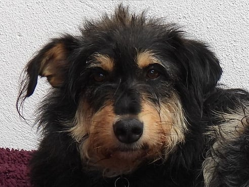 Inseratsbild