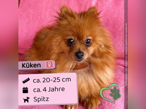 Inseratsbild