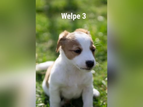 Inseratsbild