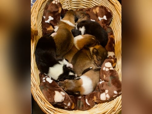 Inseratsbild