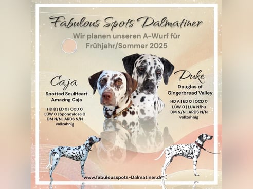 Inseratsbild