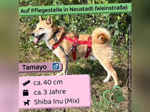 Inseratsbild