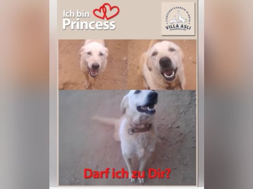 Inseratsbild