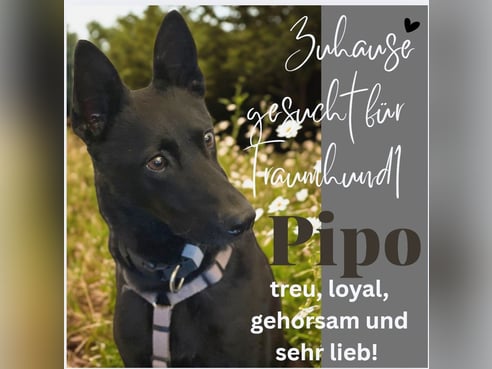 Inseratsbild
