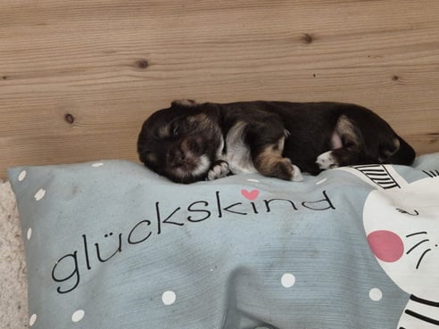 Inseratsbild