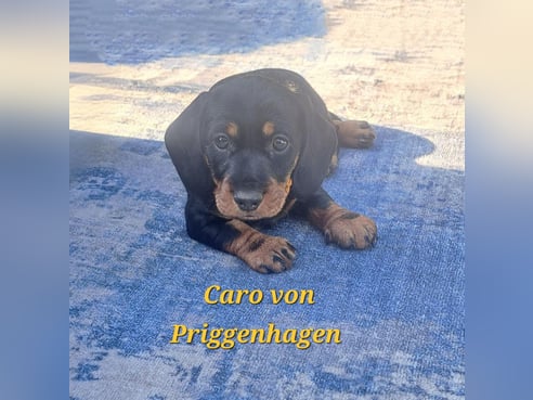 Inseratsbild