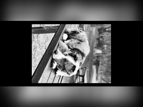 Inseratsbild