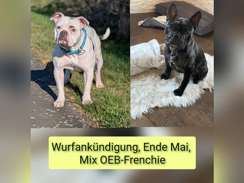 Inseratsbild