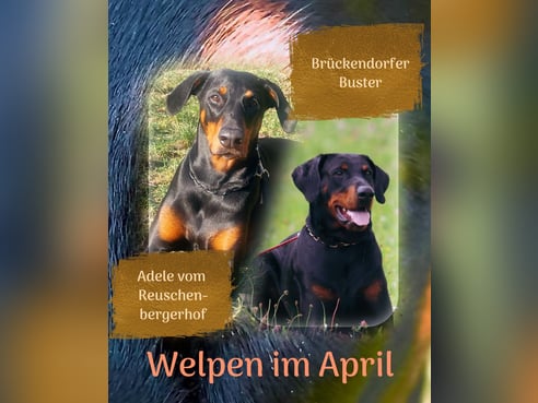 Inseratsbild