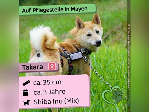 Inseratsbild