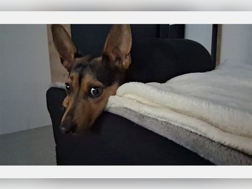 Inseratsbild