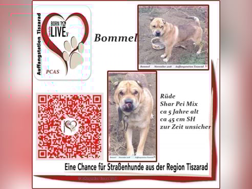 Inseratsbild