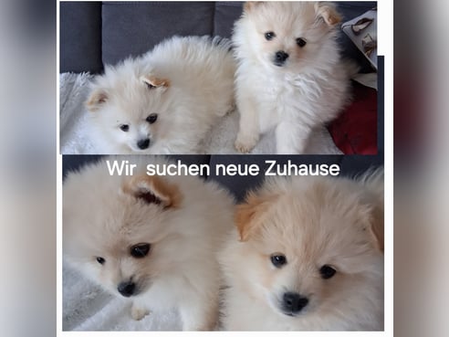 Inseratsbild