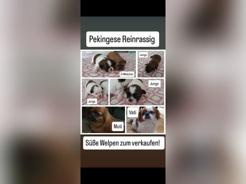 Inseratsbild