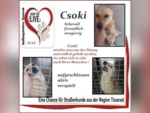 Inseratsbild