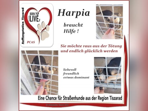 Inseratsbild