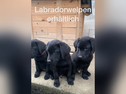 Inseratsbild