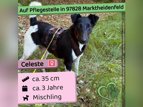 Inseratsbild