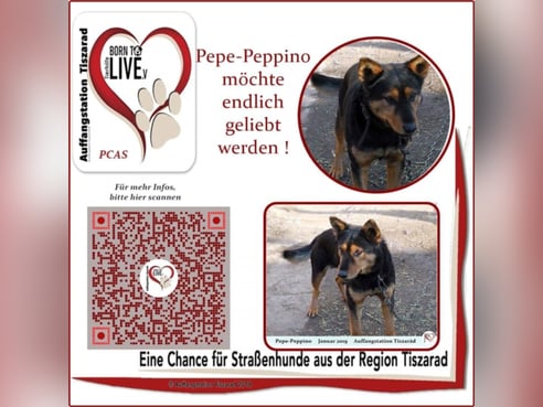 Inseratsbild