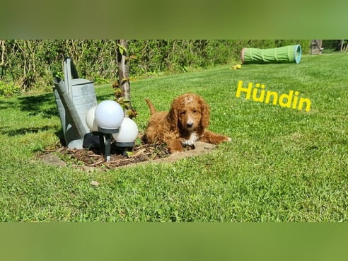 Inseratsbild