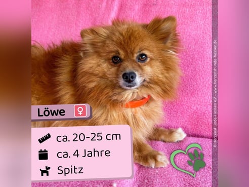 Inseratsbild
