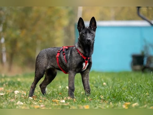 Inseratsbild