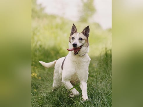Inseratsbild