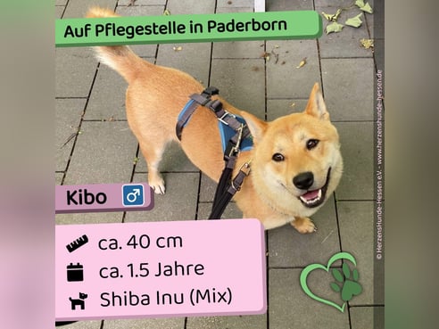 Inseratsbild