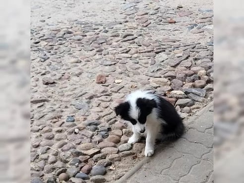 Inseratsbild