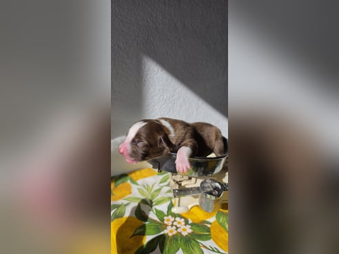 Inseratsbild