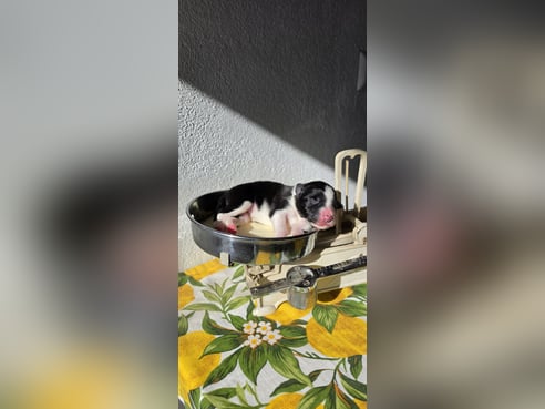 Inseratsbild