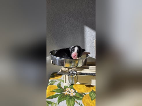 Inseratsbild