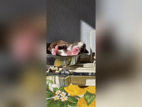 Inseratsbild