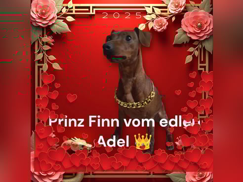 Inseratsbild