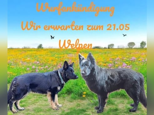 Inseratsbild