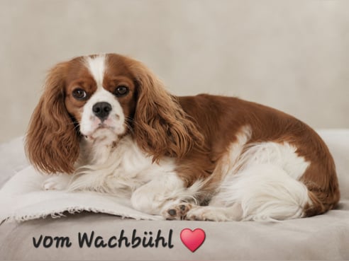 Inseratsbild