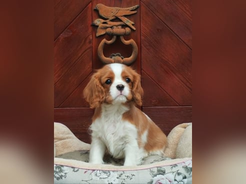 Inseratsbild