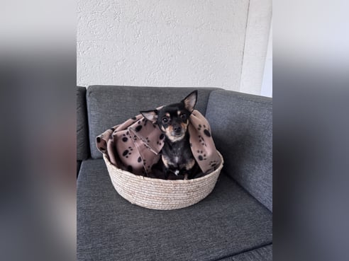 Inseratsbild