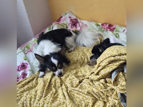 Inseratsbild