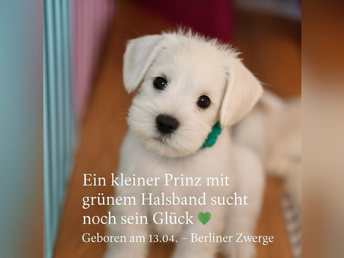 Inseratsbild