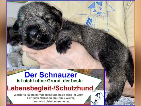 Inseratsbild