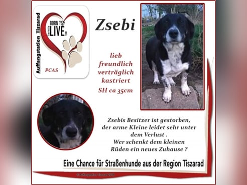 Inseratsbild