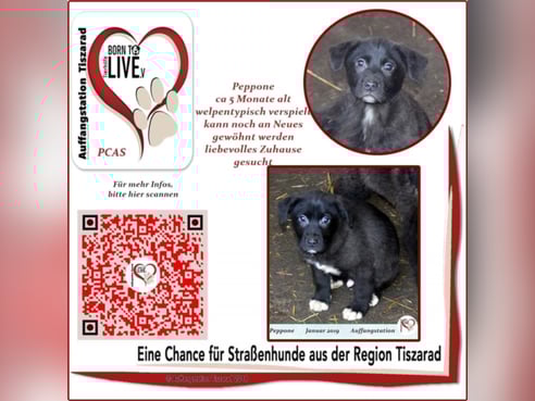 Inseratsbild