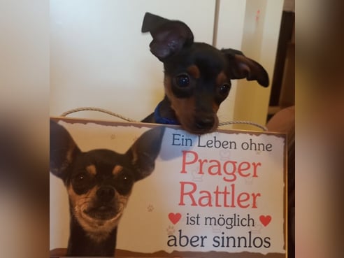 Inseratsbild