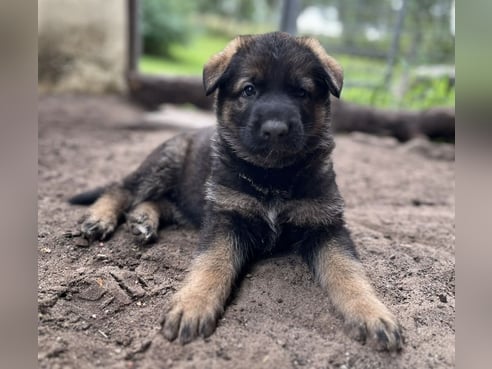 Inseratsbild