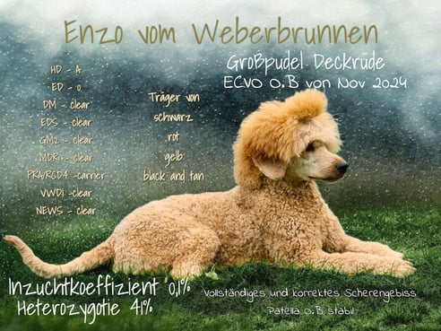 Inseratsbild