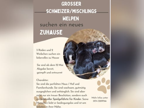 Inseratsbild