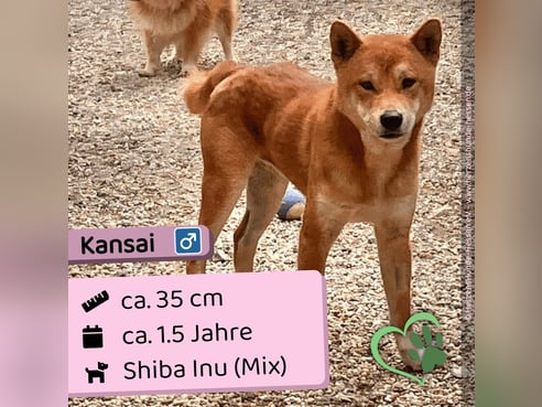 Inseratsbild